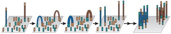 Схема клональной амплификации секвенатором Genome Analyzers GS IIx